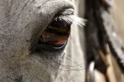 Giostra: negativi gli antidoping sui cavalli