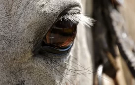 Giostra: negativi gli antidoping sui cavalli